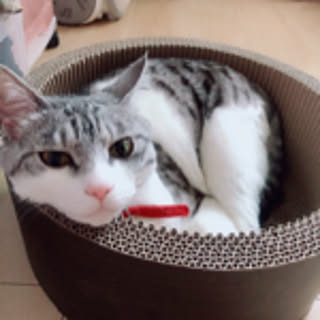 MaU