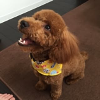 pupu