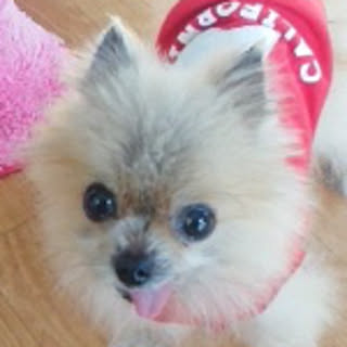 sippo