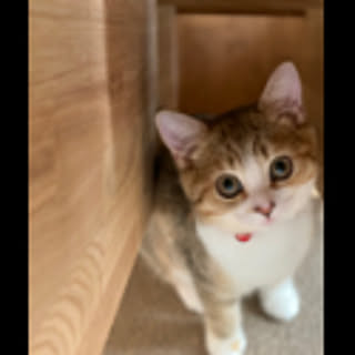 fuurin