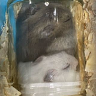 liaryura