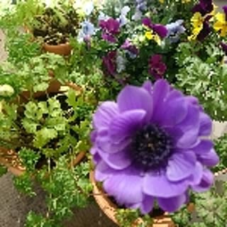 anemone