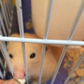 Akmy