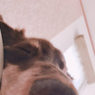 ringo