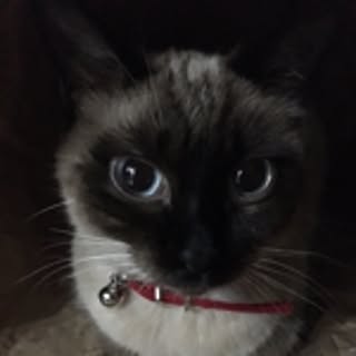 hamu