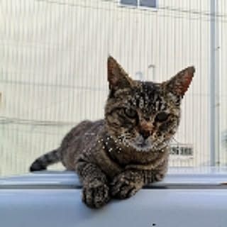 kato