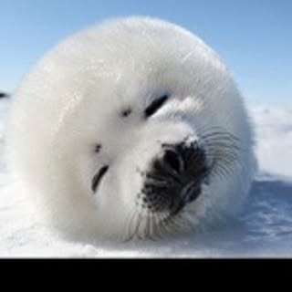 pupupu