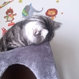 miyu