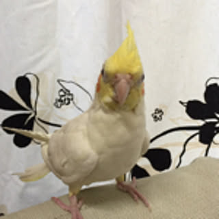 hisvim