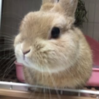 minyo