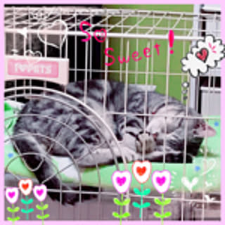 TAKO