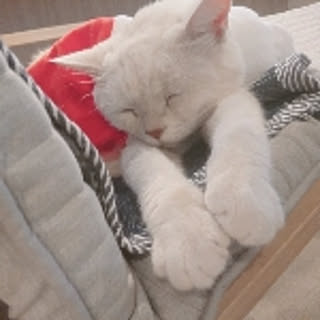 mocasan