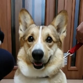 sora