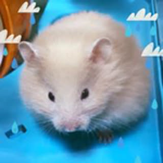 Rico