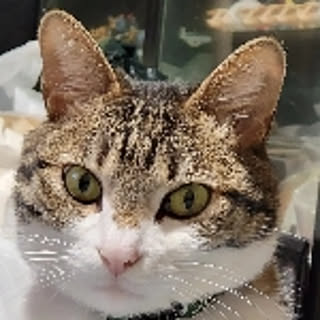 megnyanco