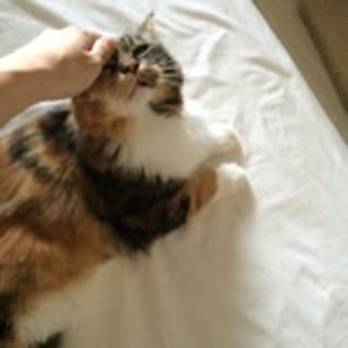 lilyambay