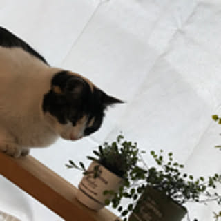 anya