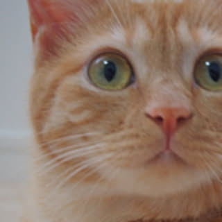 hilari