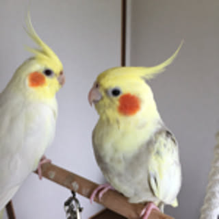 MEILIE