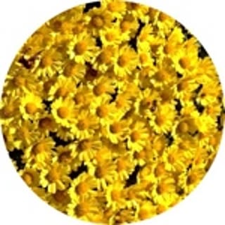 sorasora