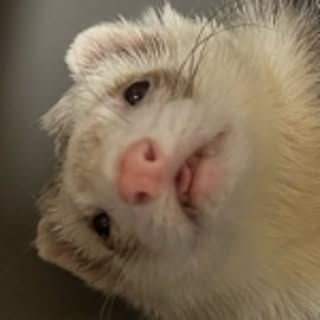 nono