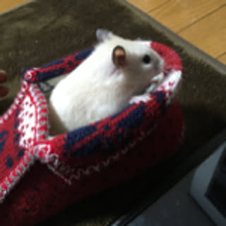 supana
