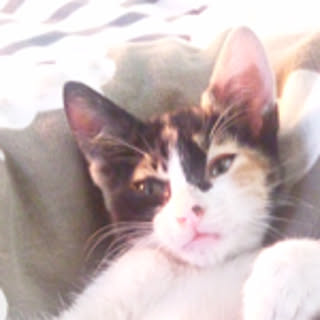 mochi