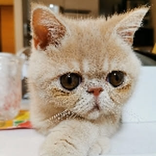 nim