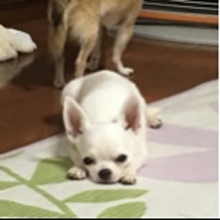 Yoko