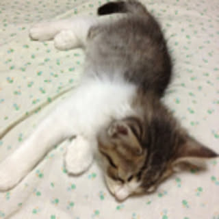yumipan
