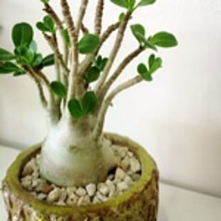 coco