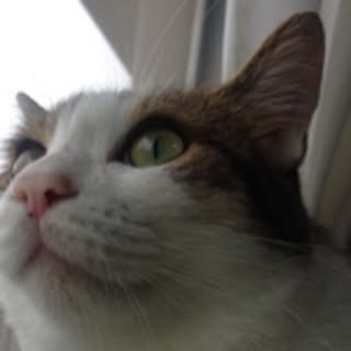 naonao