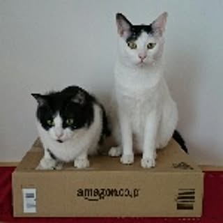nekojita000
