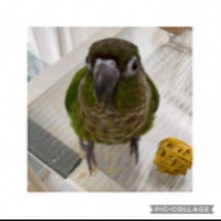 toko