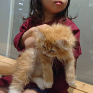 mocico