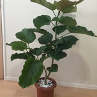 renoreno
