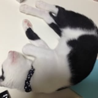 gabu