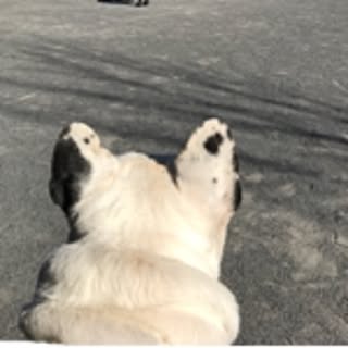 boo-