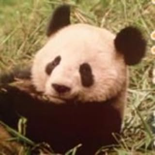 panda