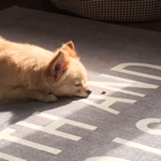 chi-ko