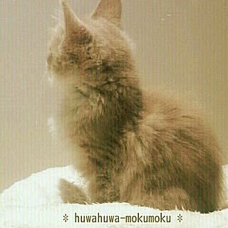 huwahuwa.mokumoku