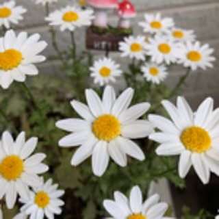 yo-nagomi