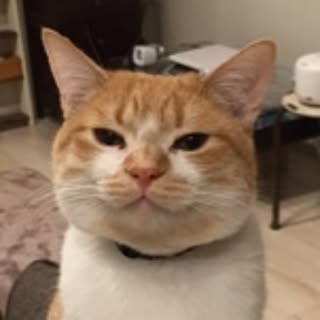 ayu.