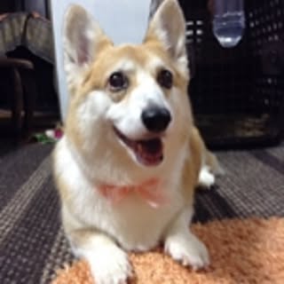 chi