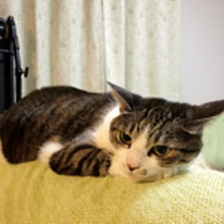 kimu-neko