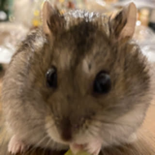 KAPPU
