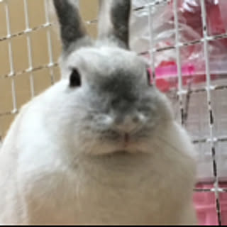 mirino