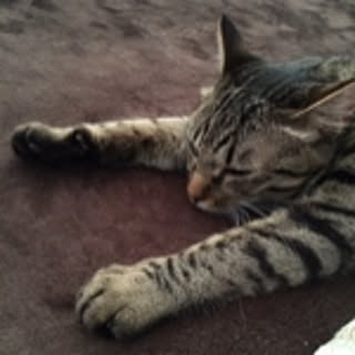 Fumi