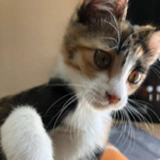 mokamoka..