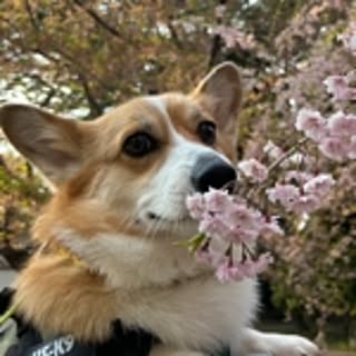 chi